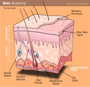 SkinAnatomy